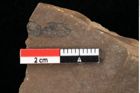 Foto (Detailansicht) von Glyptostrobus europaeus Brongniart (NHMW-GEO-2024-0188-0169)